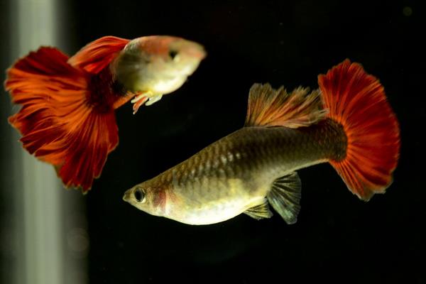 孔雀鱼如何交配？不交配的原因又是什么？