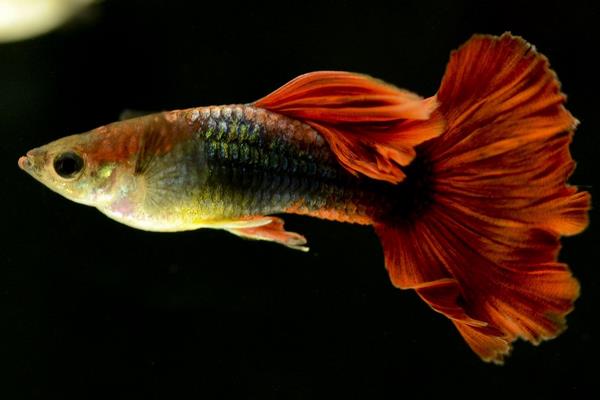 孔雀鱼如何交配？不交配的原因又是什么？