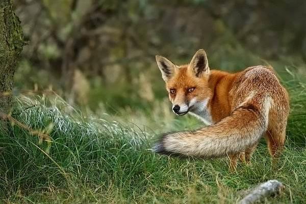 养10组狐狸能赚多少钱?养狐狸的成本和利润