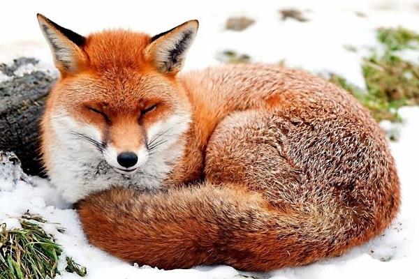 养10组狐狸能赚多少钱?养狐狸的成本和利润