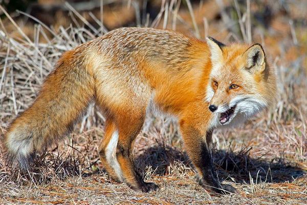 养10组狐狸能赚多少钱?养狐狸的成本和利润