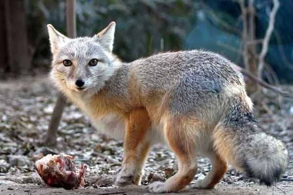 养10组狐狸能赚多少钱?养狐狸的成本和利润