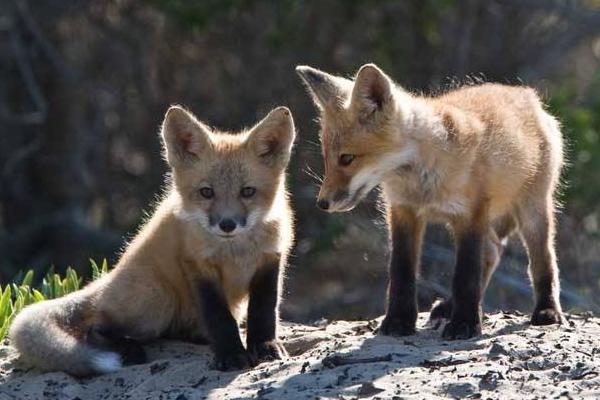 养10组狐狸能赚多少钱?养狐狸的成本和利润