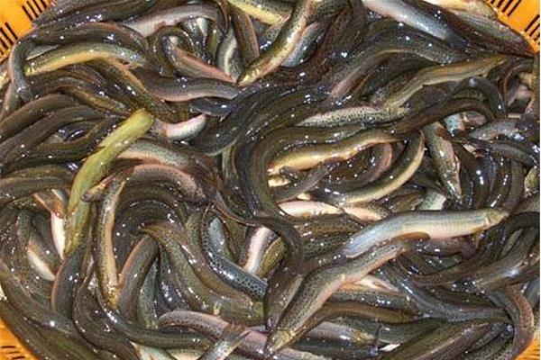 稻田如何养泥鳅?稻田养泥鳅效益