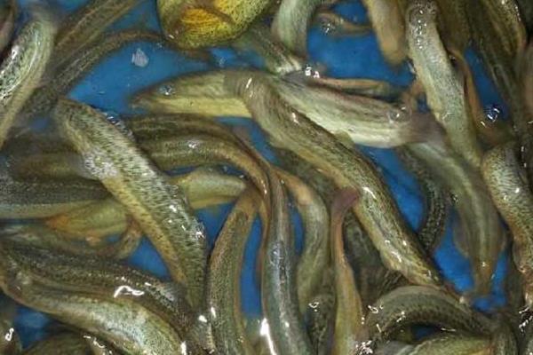 稻田如何养泥鳅?稻田养泥鳅效益