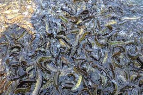 稻田如何养泥鳅?稻田养泥鳅效益