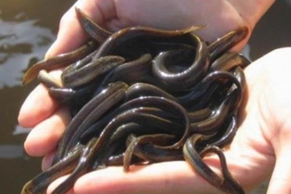 稻田如何养泥鳅?稻田养泥鳅效益