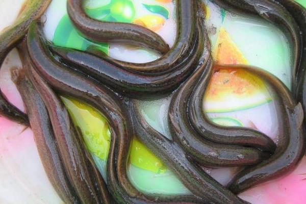 稻田如何养泥鳅?稻田养泥鳅效益