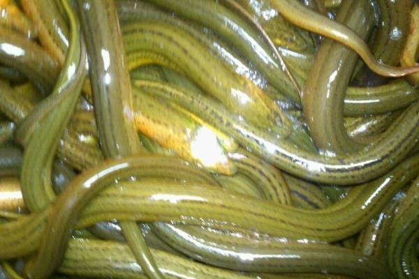 稻田如何养泥鳅?稻田养泥鳅效益