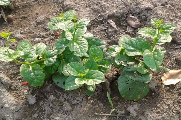 木耳菜的种植方法