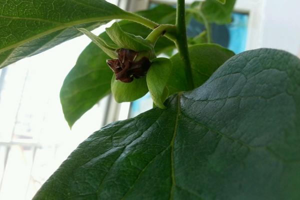 木耳菜的种植方法