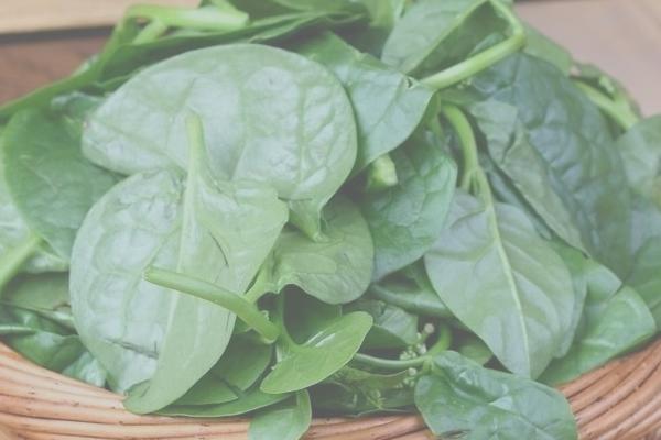 木耳菜的种植方法