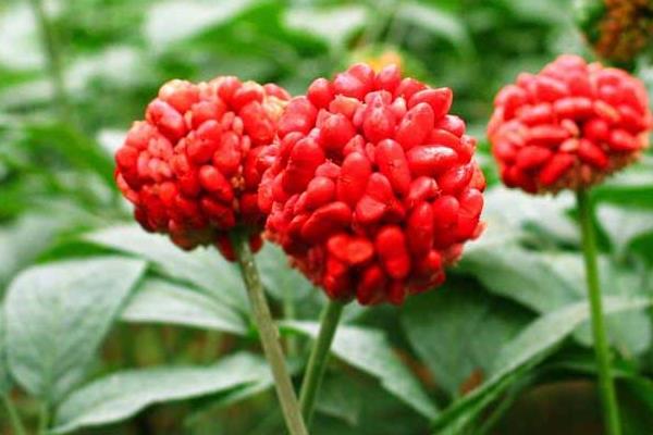 三七种植见效益  投入70万可赚800万