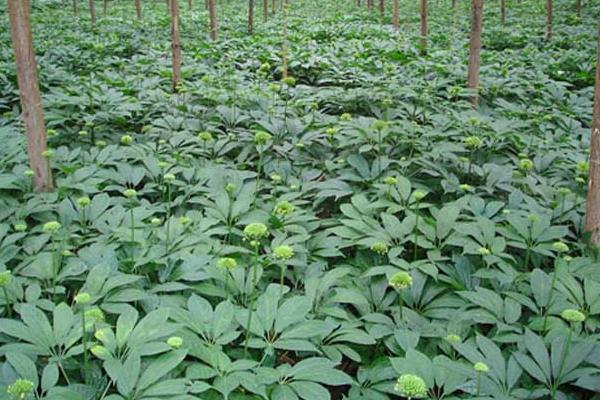 三七种植见效益 投入70万可赚800万