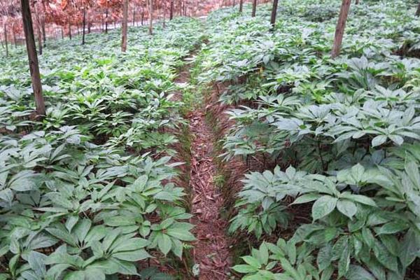 三七种植见效益 投入70万可赚800万