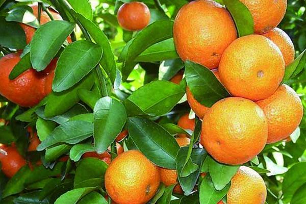 种沙糖桔的促花措施及方法