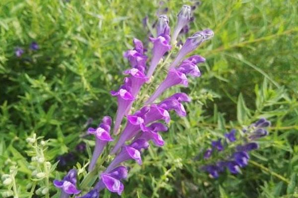 黄芩市场现状及未来市场前景分析