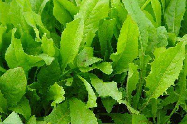 油麦菜种植时间