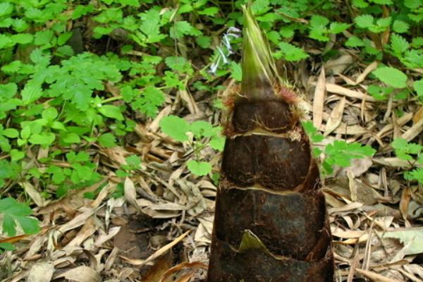 竹笋种植新技术