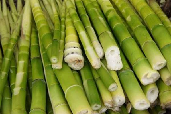 竹笋的功效与作用及禁忌