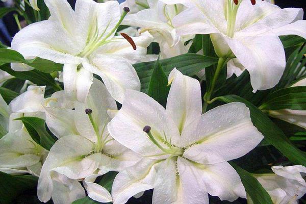 水养百合花怎么养?