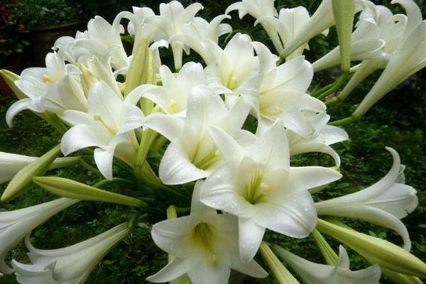 水养百合花怎么养?