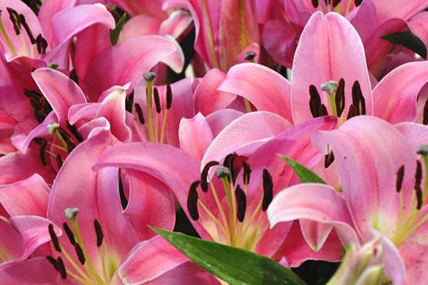 水养百合花怎么养?