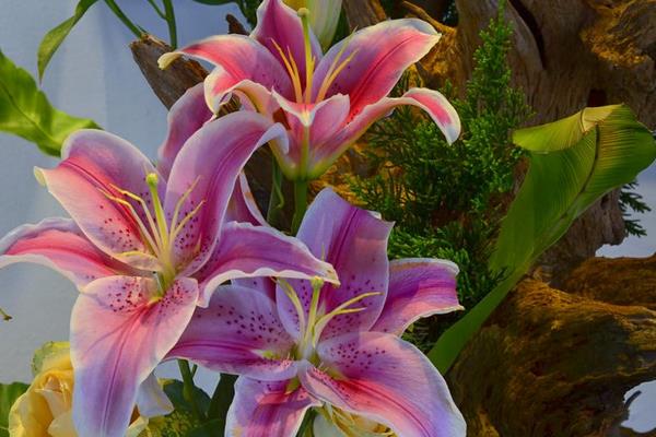 水养百合花怎么养?