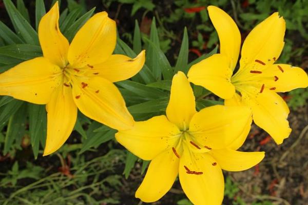 水养百合花怎么养?