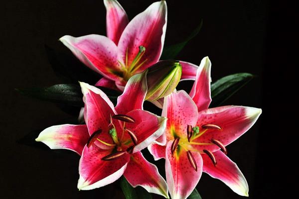 水养百合花怎么养?