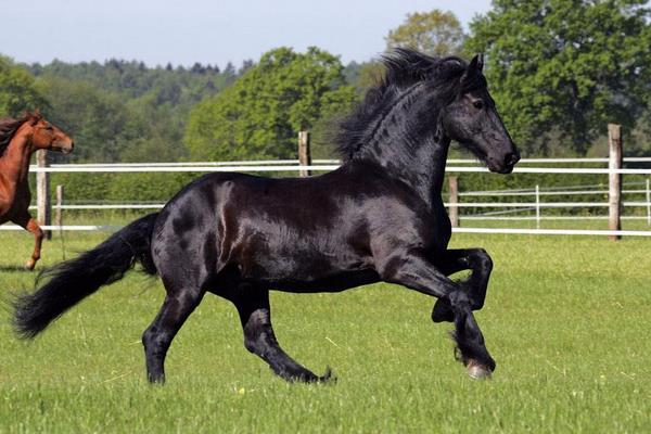 马的常见疾病防治方法