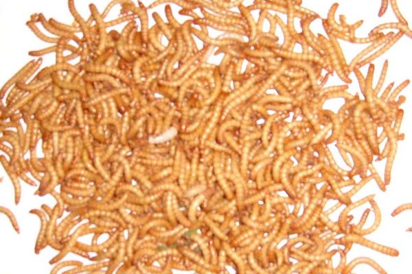 黄粉虫饲料配方及喂养方法