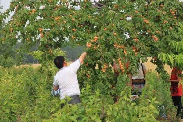 23个农村偏门创业致富点子,有没有适合您的?