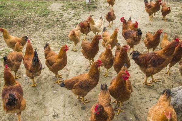 23个农村偏门创业致富点子,有没有适合您的?