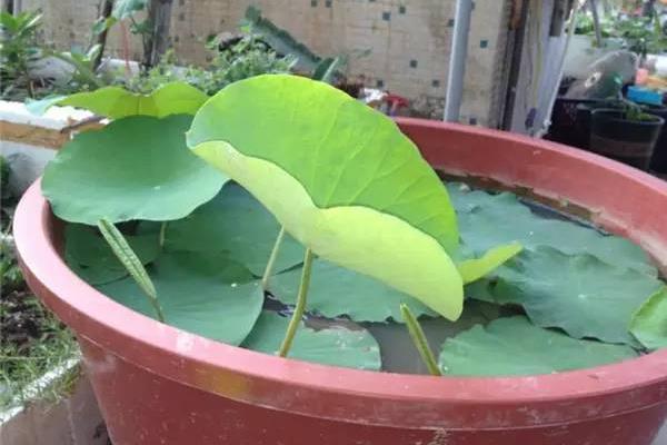 家里种莲藕好吗