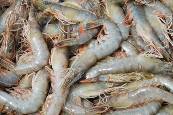 养一亩对虾能赚多少钱?养对虾的成本和利润