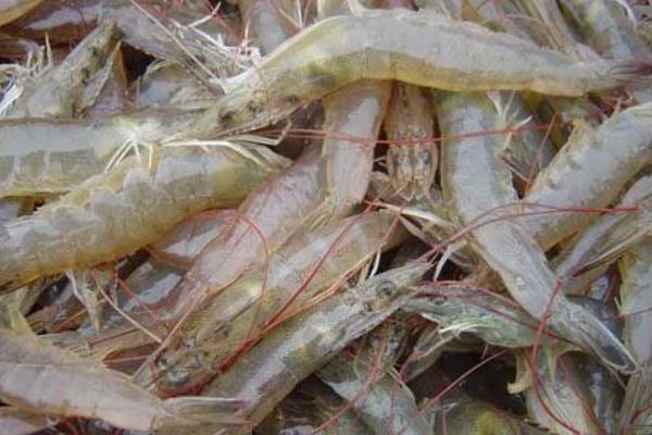 养一亩对虾能赚多少钱?养对虾的成本和利润