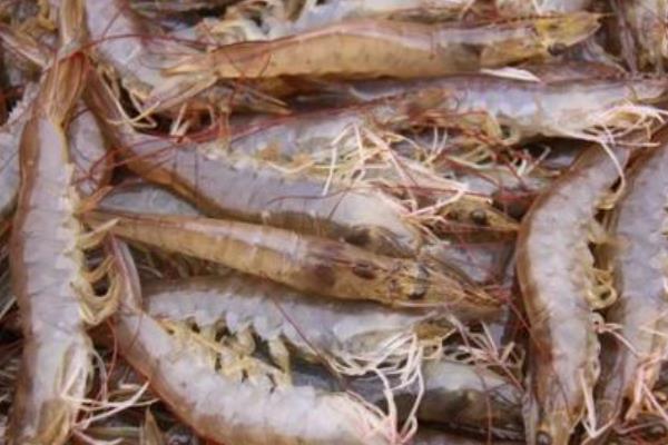 养一亩对虾能赚多少钱?养对虾的成本和利润