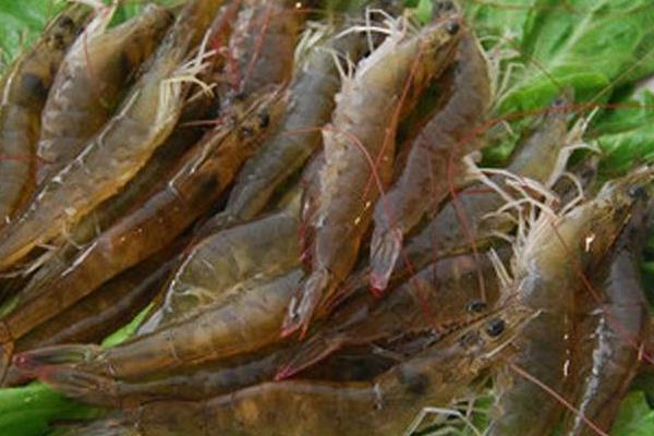 养一亩对虾能赚多少钱?养对虾的成本和利润