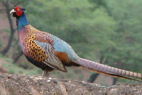 养1000只山鸡能赚多少钱?养山鸡的成本和利润