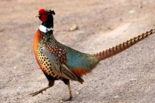 养1000只山鸡能赚多少钱?养山鸡的成本和利润