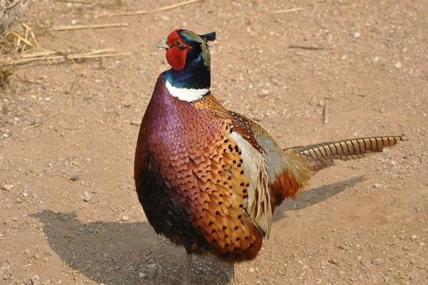 养1000只山鸡能赚多少钱?养山鸡的成本和利润