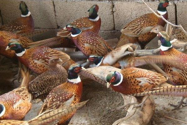 养1000只山鸡能赚多少钱?养山鸡的成本和利润