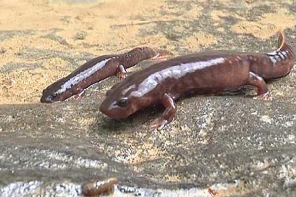 养娃娃鱼要多少成本