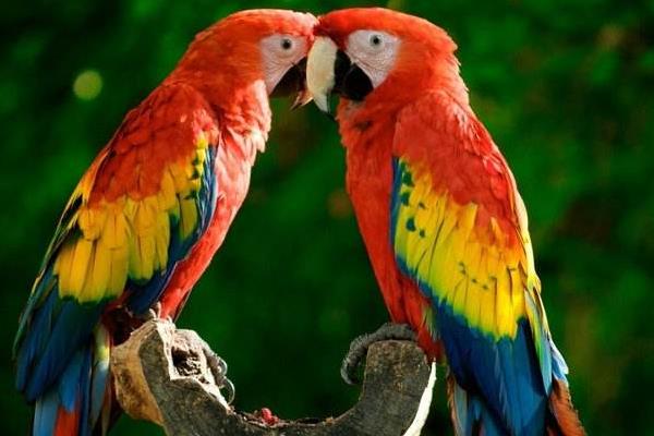 鹦鹉怎么养?有哪些需要注意的?