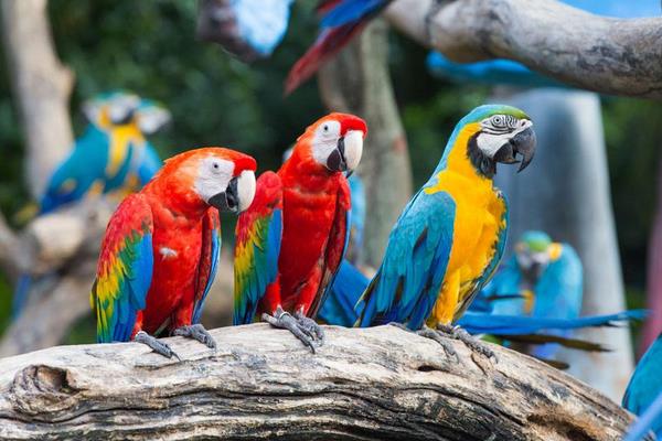 鹦鹉怎么养?有哪些需要注意的?