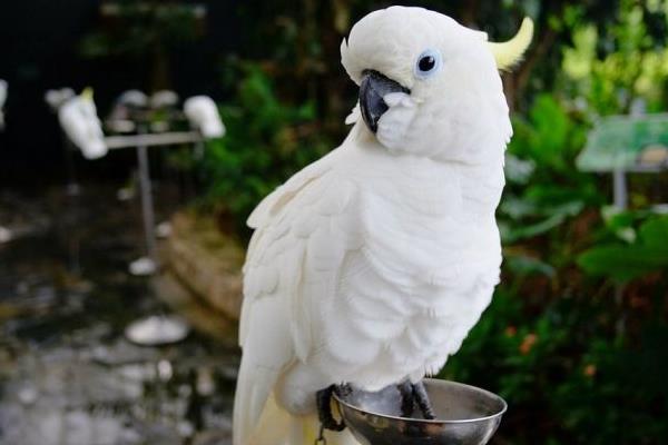 鹦鹉怎么养?有哪些需要注意的?