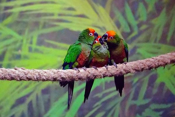 鹦鹉怎么养?有哪些需要注意的?