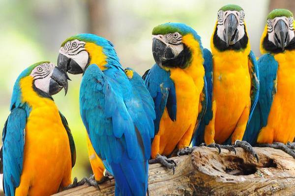 鹦鹉怎么养?有哪些需要注意的?