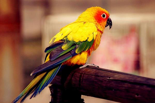 鹦鹉怎么养?有哪些需要注意的?